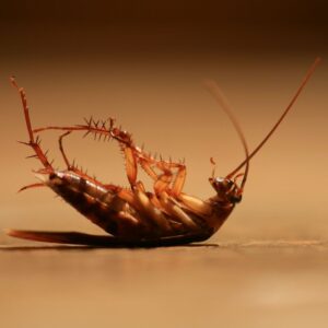 Dedetizadora Expansão Araçatuba SP, dedetização baratas, dedetização aranhas, dedetização de escorpiões, dedetização carrapatos, Controle de pomb (1)