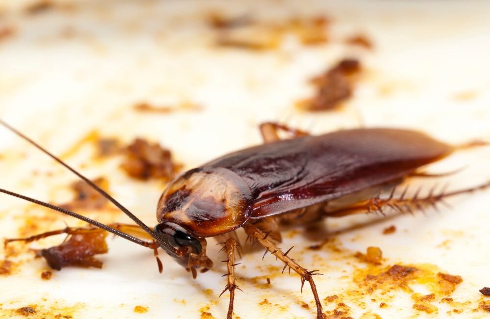 Dedetizadora Expansão Araçatuba SP, dedetização baratas, dedetização aranhas, dedetização de escorpiões, dedetização carrapatos, Controle de pomb (1)