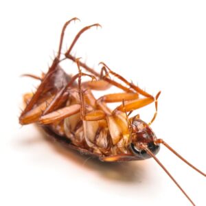 Dedetizadora Expansão Araçatuba SP, dedetização baratas, dedetização aranhas, dedetização de escorpiões, dedetização carrapatos, Controle de pomb (1)