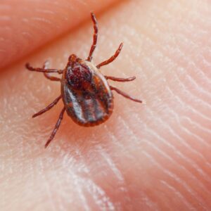 Dedetizadora Expansão Araçatuba SP, dedetização baratas, dedetização aranhas, dedetização de escorpiões, dedetização carrapatos, Controle de pomb (1)