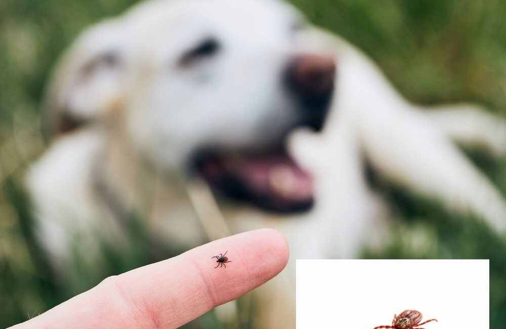 Dedetizadora Expansão Araçatuba SP, dedetização baratas, dedetização aranhas, dedetização de escorpiões, dedetização carrapatos, Controle de pomb (1)