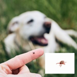 Dedetizadora Expansão Araçatuba SP, dedetização baratas, dedetização aranhas, dedetização de escorpiões, dedetização carrapatos, Controle de pomb (1)