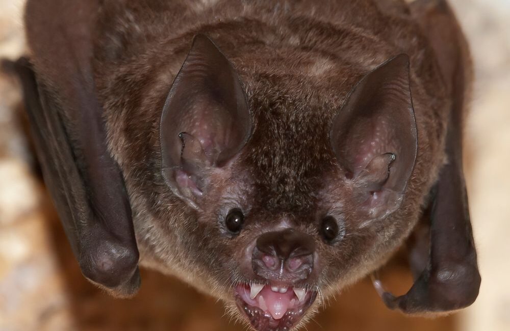 Dedetizadora Expansão Araçatuba SP, dedetização baratas, dedetização aranhas, dedetização de escorpiões, dedetização carrapatos, Controle de pomb (1)