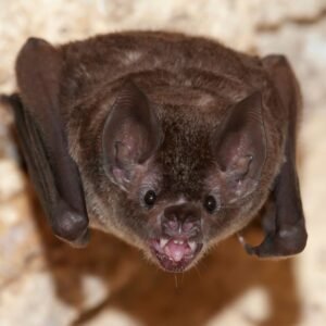 Dedetizadora Expansão Araçatuba SP, dedetização baratas, dedetização aranhas, dedetização de escorpiões, dedetização carrapatos, Controle de pomb (1)