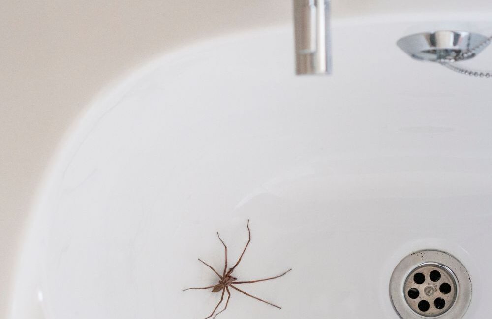 Dedetizadora Expansão Araçatuba SP, dedetização baratas, dedetização aranhas, dedetização de escorpiões, dedetização carrapatos, Controle de pomb (1)