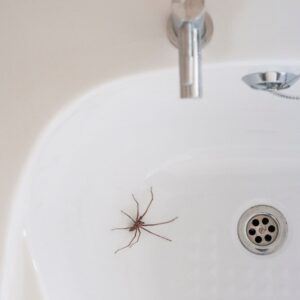 Dedetizadora Expansão Araçatuba SP, dedetização baratas, dedetização aranhas, dedetização de escorpiões, dedetização carrapatos, Controle de pomb (1)