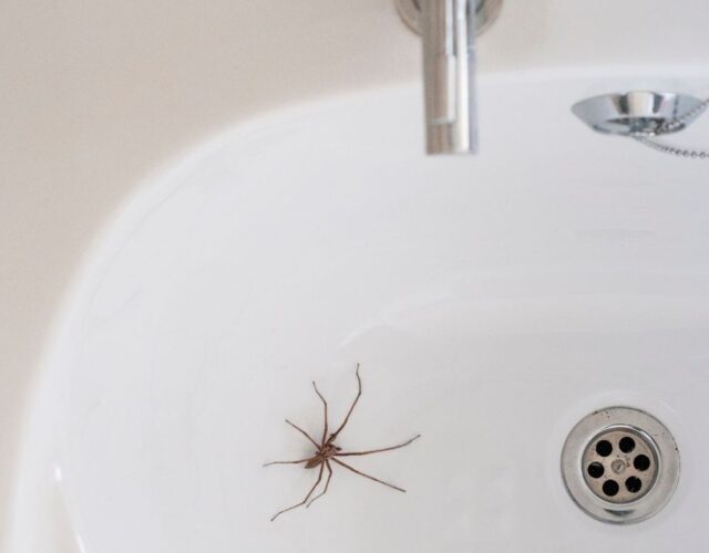 Dedetizadora Expansão Araçatuba SP, dedetização baratas, dedetização aranhas, dedetização de escorpiões, dedetização carrapatos, Controle de pomb (1)