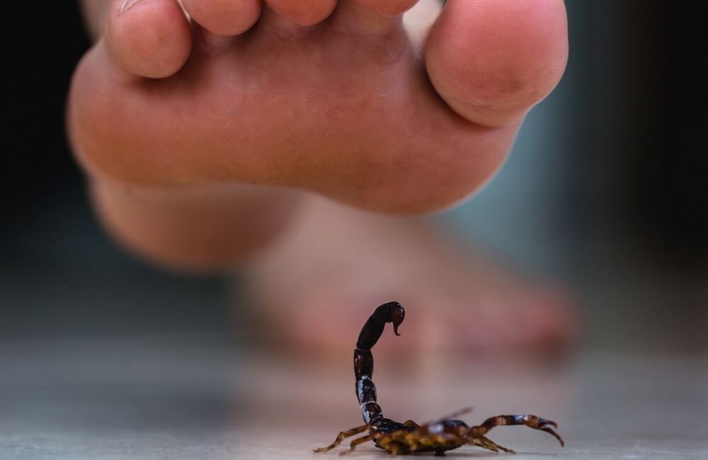 Dedetizadora Expansão Araçatuba SP, dedetização baratas, dedetização aranhas, dedetização de escorpiões, dedetização carrapatos, Controle de pomb (1)
