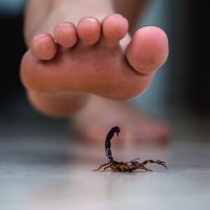 Dedetizadora Expansão Araçatuba SP, dedetização baratas, dedetização aranhas, dedetização de escorpiões, dedetização carrapatos, Controle de pomb (1)