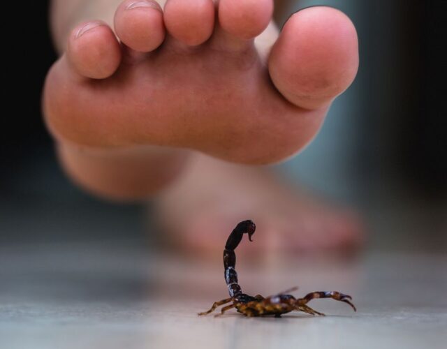 Dedetizadora Expansão Araçatuba SP, dedetização baratas, dedetização aranhas, dedetização de escorpiões, dedetização carrapatos, Controle de pomb (1)