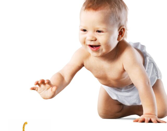 Dedetizadora Expansão Araçatuba SP, dedetização baratas, dedetização aranhas, dedetização de escorpiões, dedetização carrapatos, Controle de pomb (1)