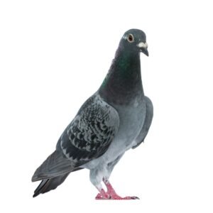 Dedetizadora Expansão Araçatuba SP, dedetização baratas, dedetização aranhas, dedetização de escorpiões, dedetização carrapatos, Controle de pomb (1)