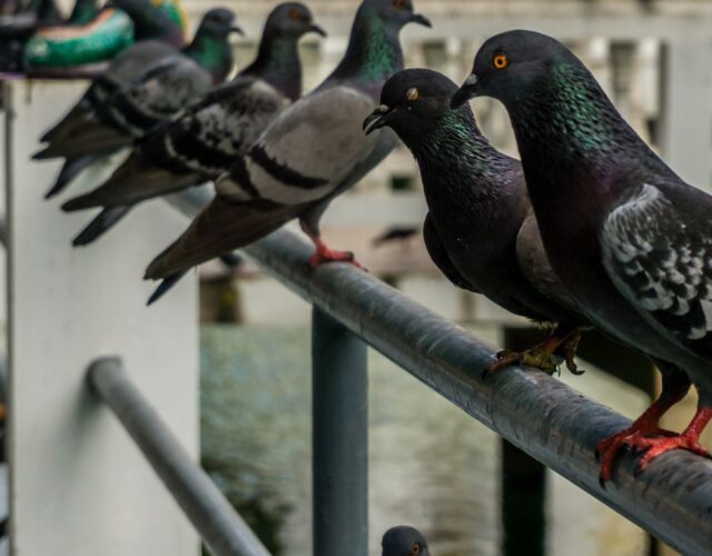Dedetizadora Expansão Araçatuba SP, dedetização baratas, dedetização aranhas, dedetização de escorpiões, dedetização carrapatos, Controle de pomb (1)