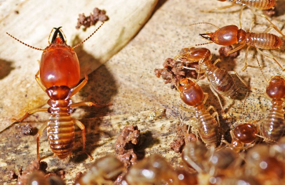 Dedetizadora Expansão Araçatuba SP, dedetização baratas, dedetização aranhas, dedetização de escorpiões, dedetização carrapatos, Controle de pomb (1)