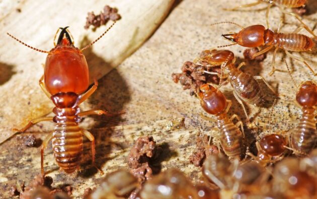 Dedetizadora Expansão Araçatuba SP, dedetização baratas, dedetização aranhas, dedetização de escorpiões, dedetização carrapatos, Controle de pomb (1)
