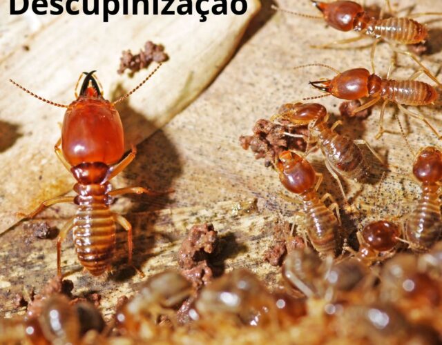 Dedetizadora Expansão Araçatuba SP, dedetização baratas, dedetização aranhas, dedetização de escorpiões, dedetização carrapatos, Controle de pomb (1)
