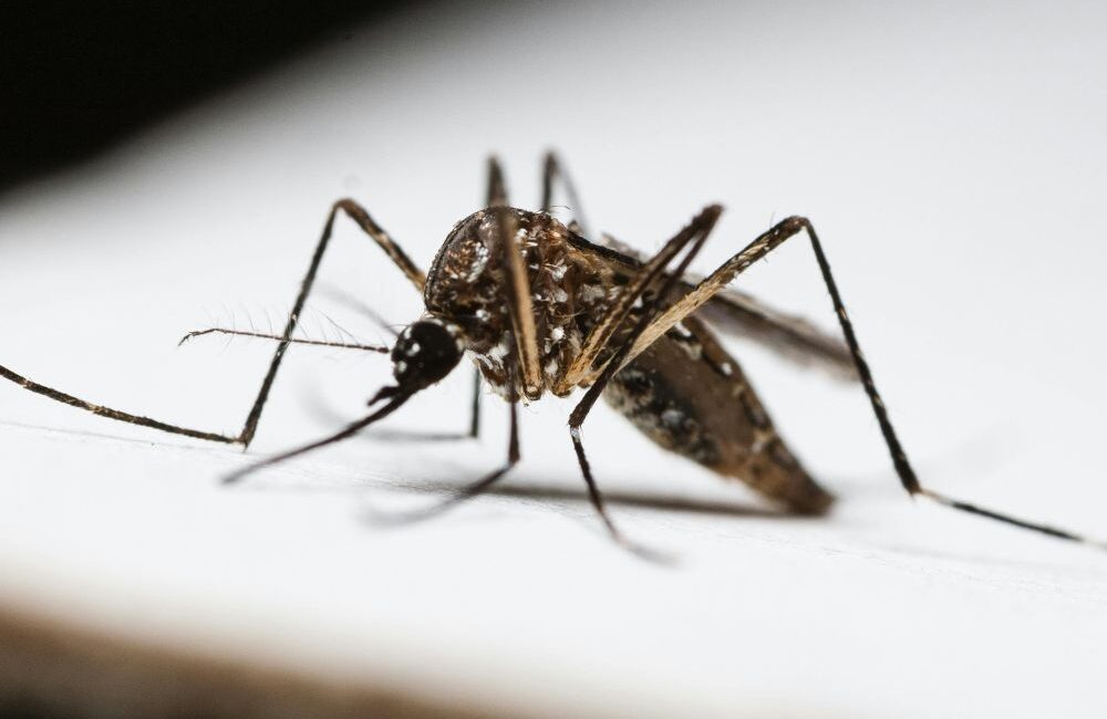 Dedetizadora Expansão Araçatuba SP, dedetização baratas, dedetização aranhas, dedetização de escorpiões, dedetização carrapatos, Controle de pomb (1)