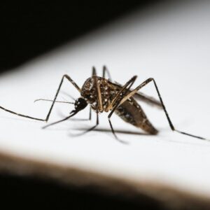 Dedetizadora Expansão Araçatuba SP, dedetização baratas, dedetização aranhas, dedetização de escorpiões, dedetização carrapatos, Controle de pomb (1)