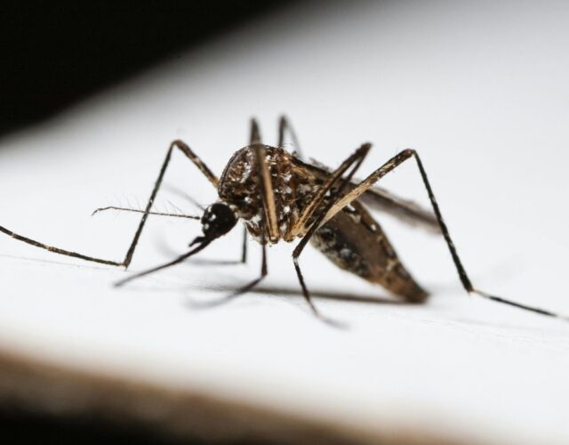 Dedetizadora Expansão Araçatuba SP, dedetização baratas, dedetização aranhas, dedetização de escorpiões, dedetização carrapatos, Controle de pomb (1)