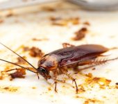 Dedetizadora Expansão Araçatuba SP, dedetização baratas, dedetização aranhas, dedetização de escorpiões, dedetização carrapatos, Controle de pomb (1)