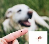 Dedetizadora Expansão Araçatuba SP, dedetização baratas, dedetização aranhas, dedetização de escorpiões, dedetização carrapatos, Controle de pomb (1)