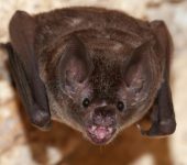Dedetizadora Expansão Araçatuba SP, dedetização baratas, dedetização aranhas, dedetização de escorpiões, dedetização carrapatos, Controle de pomb (1)