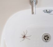 Dedetizadora Expansão Araçatuba SP, dedetização baratas, dedetização aranhas, dedetização de escorpiões, dedetização carrapatos, Controle de pomb (1)