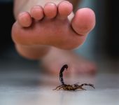 Dedetizadora Expansão Araçatuba SP, dedetização baratas, dedetização aranhas, dedetização de escorpiões, dedetização carrapatos, Controle de pomb (1)