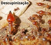 Dedetizadora Expansão Araçatuba SP, dedetização baratas, dedetização aranhas, dedetização de escorpiões, dedetização carrapatos, Controle de pomb (1)
