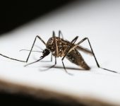 Dedetizadora Expansão Araçatuba SP, dedetização baratas, dedetização aranhas, dedetização de escorpiões, dedetização carrapatos, Controle de pomb (1)